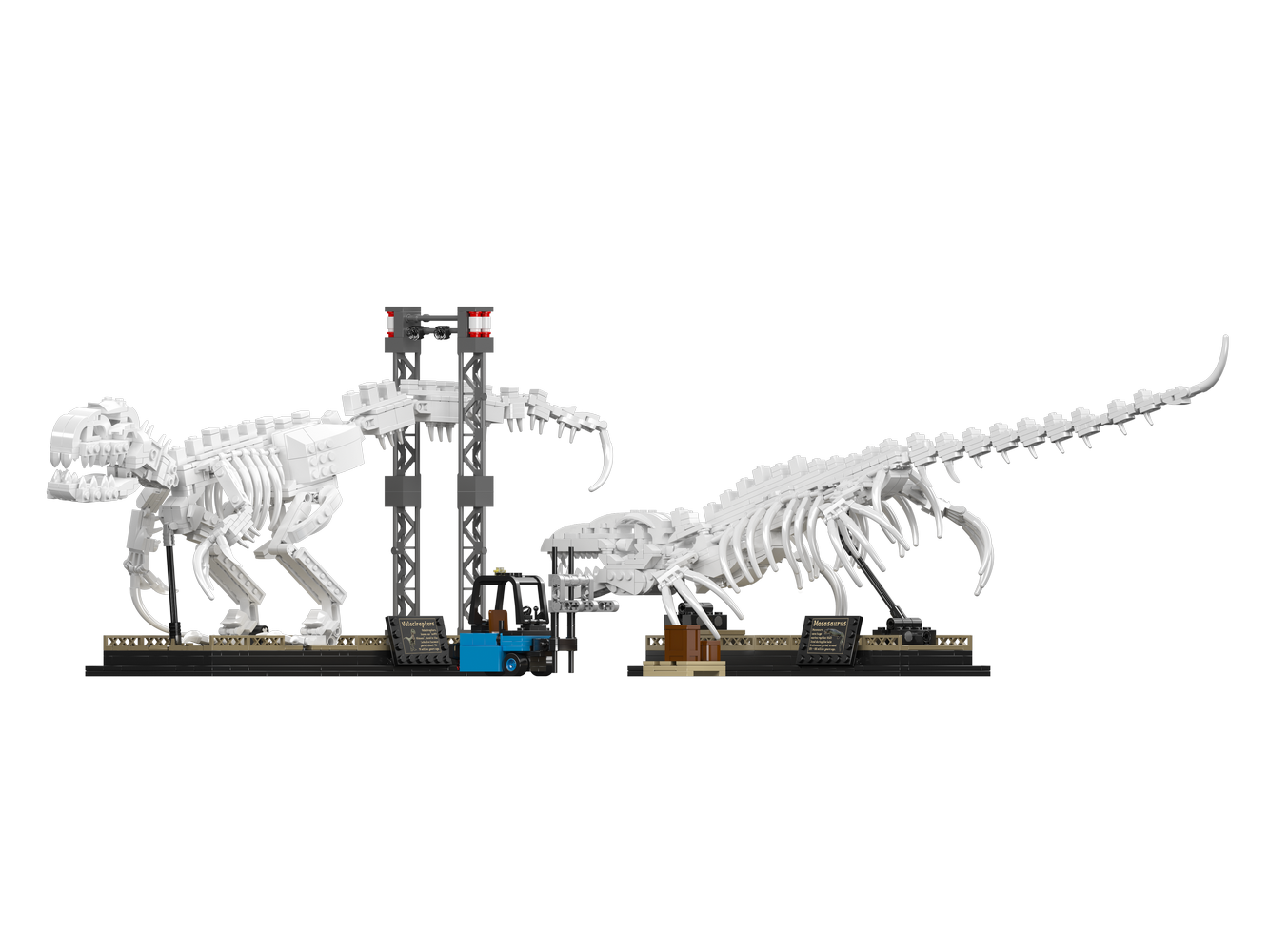 Mosasaurus & Velociraptor Fossils