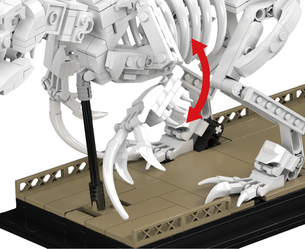 Mosasaurus & Velociraptor Fossils