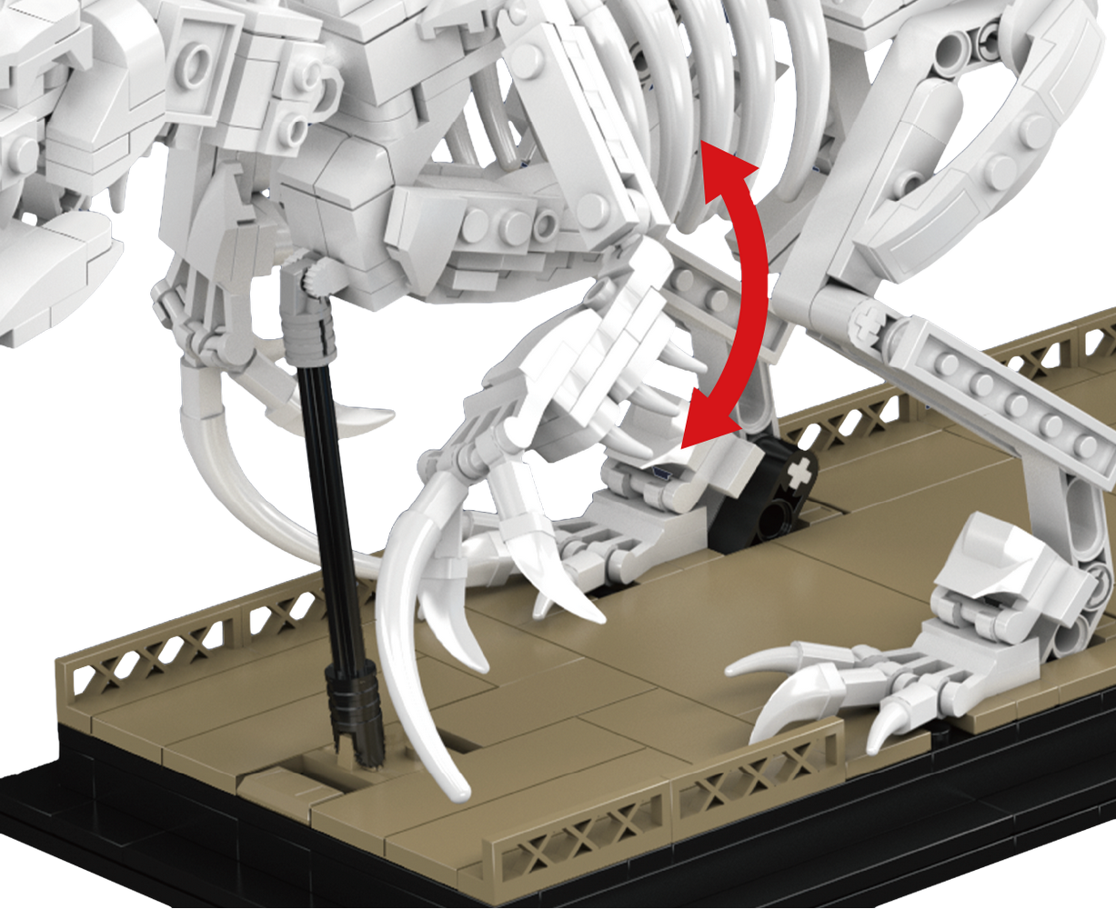 Mosasaurus & Velociraptor Fossils