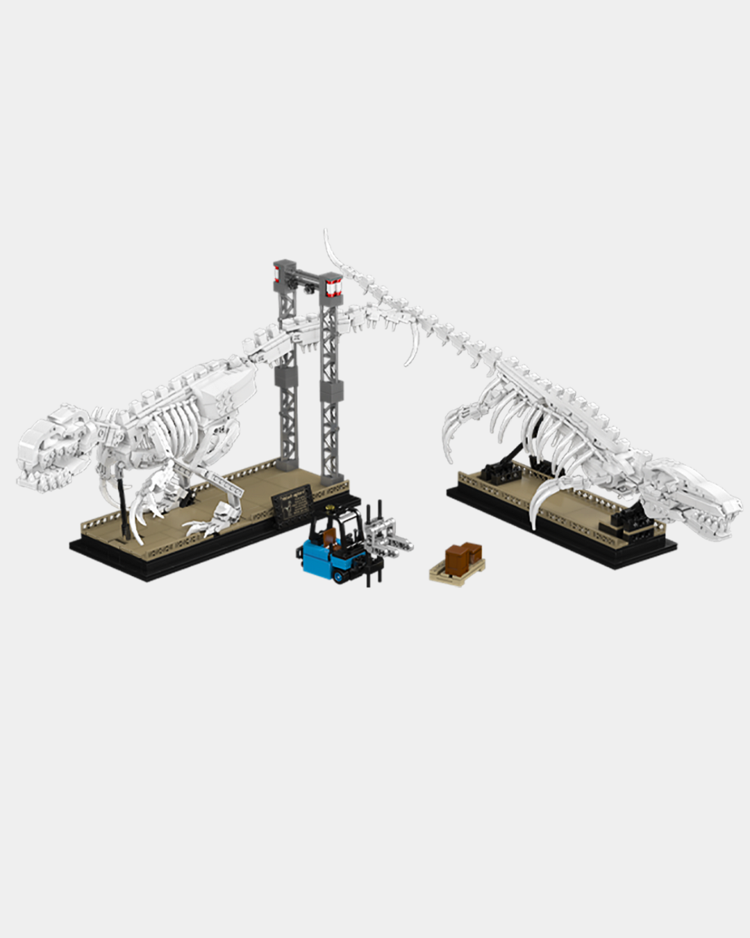 Mosasaurus & Velociraptor Fossils